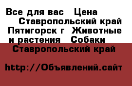 Все для вас › Цена ­ 40 000 - Ставропольский край, Пятигорск г. Животные и растения » Собаки   . Ставропольский край